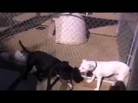 Bruce, an adopted English Bulldog & Pit Bull Terrier Mix in Pasadena, CA_image-1