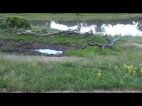 Djuma: Egyptian Geese chasing each other - 17:54 - 01/03/21