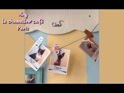 vlog : découverte d'un bar à chats parisien : le chat mallows café 🐱