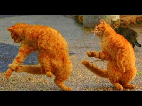 "The Waltzing Cat "by Leroy Anderson
