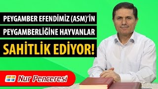 Dr. Ahmet ÇOLAK - Peygamberimiz Efendimiz (asm)'in Peygamberliğine Hayvanlar Şahitlik Ediyor!