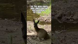 As The Deer Pants For The Water #bible #deer #bibleverse #god #jesus