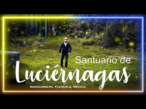 TLAXCALA E6: "UN BOSQUE MÁGICO Y ÚNICO EN MÉXICO" | SANTUARIO DE LAS LUCIÉRNAGAS
