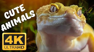 Download Lagu Cute animals - fish, cat, horse, dog, tiger, pig - animal sounds, familiar animals Thumbnail
