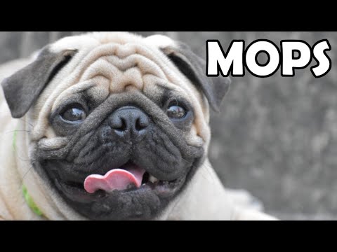 Mops - Historia, charakter, aktywność i choroby - Rasy Psów #14 + KONKURS