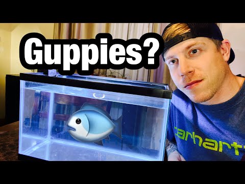 1st YouTube video about how many endlers in a 10 gallon tank