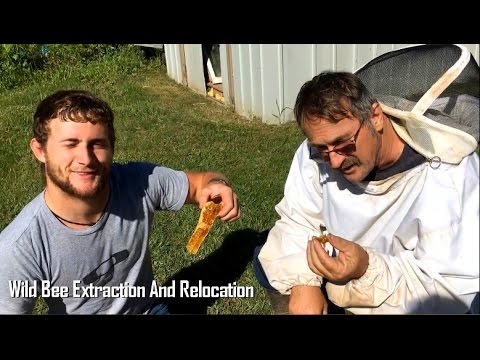 Wild Honey Bee Extraction And Relocation