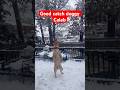 Woooop Good Job Caleb Viralvideo Trending Funny Viral Short Shortvideo Song Dog Dance