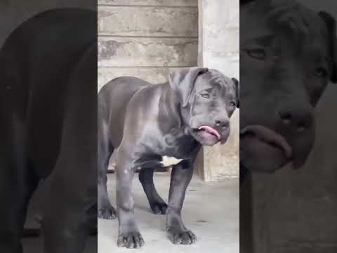 Cuteness 🥰 Transform Into Sigmaness💀.#shorts #viralvideo #kangal #dog #transformation #sigma