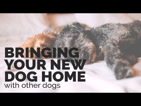 Introducing a New Dog into a Home with other Dogs