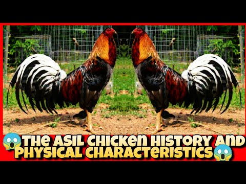 The ASIL Chicken history and physical characteristics