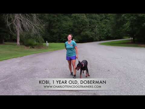 KOBI, 1 year old, Doberman. Charlotte NC Doberman trainers.