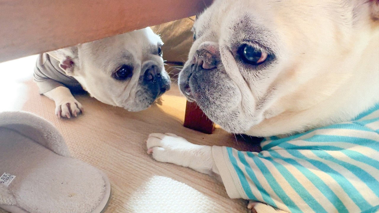 1才と12才のフレブル仲良くなれる？