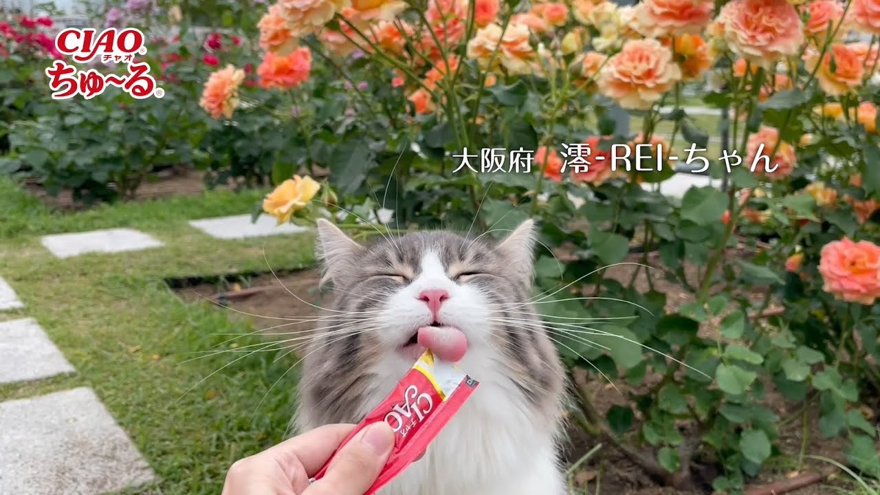 2021年夏CIAOちゅ～るCM「お外篇」（いなば食品グループ）