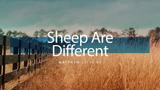 Sheep Are Different