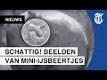 IJsbeertweeling geboren in Ouwehands Dierenpark