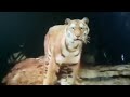 Sesame Street Animal Films Who You Are You Looking At Tiger
