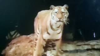 Sesame Street Animal Films: Who You Are You Looking At Tiger?