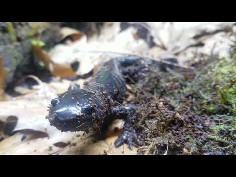 Stalked By Morphed Axolotls