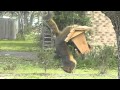 Acrobatic Squirrel