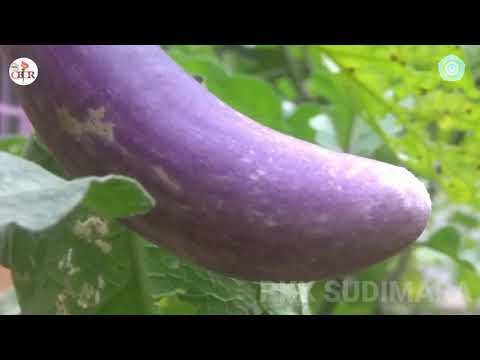 PKK BERINOVASI