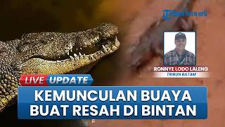 Penampakan Buaya di Tengah Permukiman Bikin Resah, Warga Bintan Utara Lakukan Penyisiran