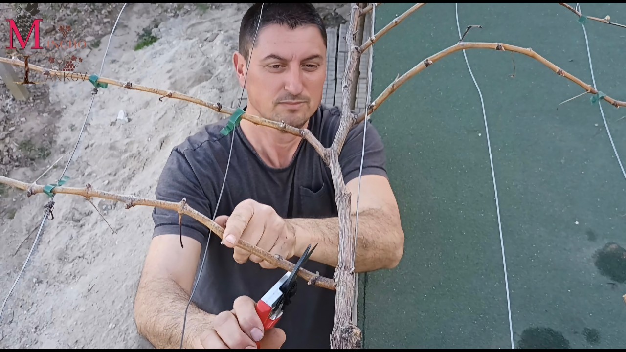 Growing and Pruning Grape Vines in  Pergola System - ARBOR ( Single Cordon Training)