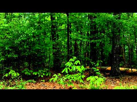 Vortex Trailer (Blender With Live Video test)