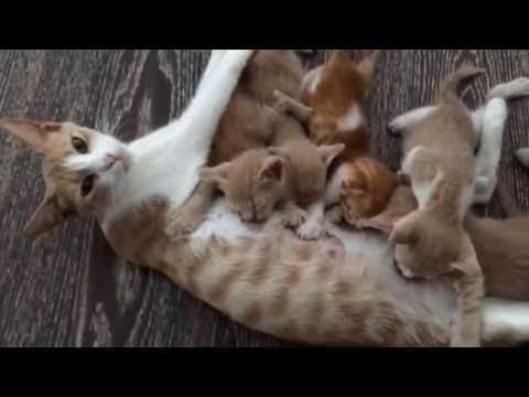 Mommy Cat Feeding Hungry Cute Kittens, Nursing Mama #catvideos #mothercat #cutekittens