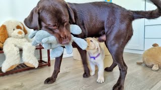 Chocolate Labrador Plays with His Favourite Son