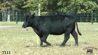 Edgewood Angus Lot 15