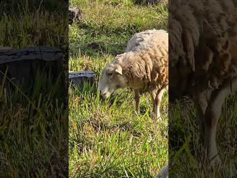 Casal de corderos, pastando en Dos Arroyos, Misiones. 11AGO2025. #1millionviews