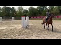 Vente jument baie de 10 ans, Belgian Warmblood