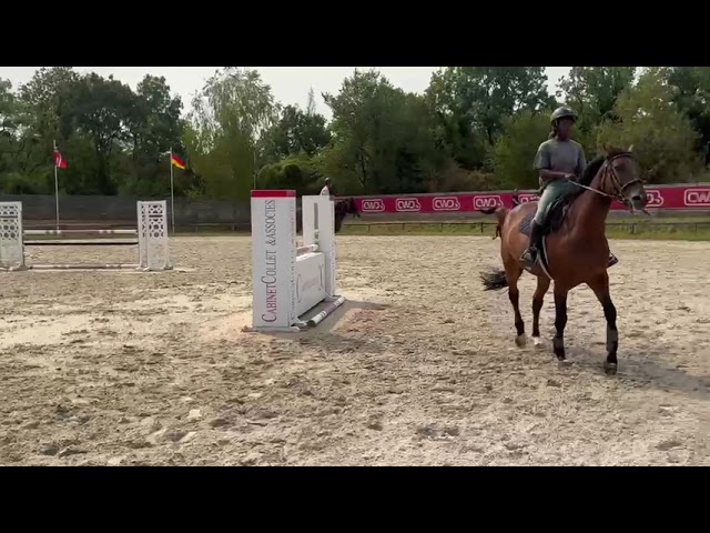 Vente jument baie de 10 ans, Belgian Warmblood