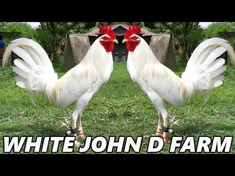 White Kelso John D Farm - Big Farm In Davao Philippines