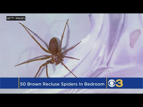 Woman Finds Nearly 50 Brown Recluse Spiders In Her Bedroom