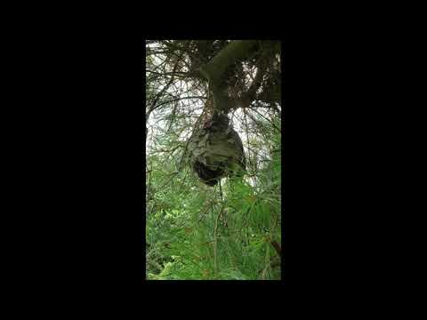 Giant Bald-Faced Hornets Nest in Homeowners Backyard in Manasquan, NJ
