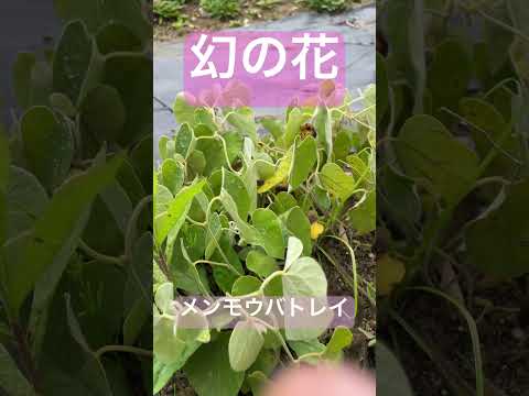 自然薬局：薬草園に絶対に入れておきたい、自分を癒す20の植物  庭園