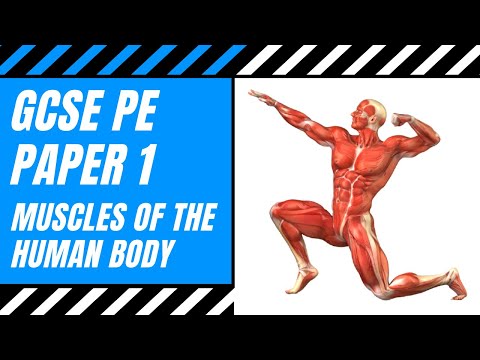 AQA GCSE PE: Muscles Of The Human Body | The Muscular System | Anatomy | Paper 1