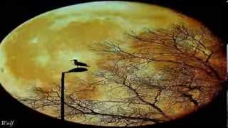 "When My Blue Moon Turns To Gold" Merle Haggard