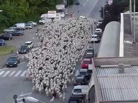 Pecore nel centro di Busto Arsizio