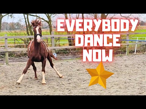 One big mess! I can't leave the horses alone. When Baukje be weaned? Sheep go out | Friesian Horses