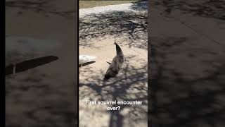 Four Peacocks. One Squirrel. Zero Chill.