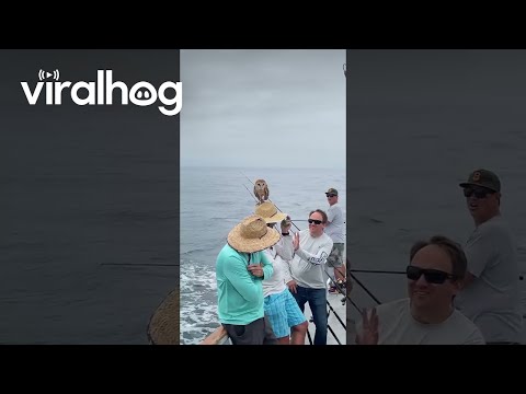 Barn Owl Rests on Sea-Goer's Straw Hat || ViralHog