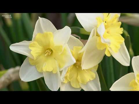 Gardening at home with Sarah | Tulips and Narcissi in the Dutch Yard