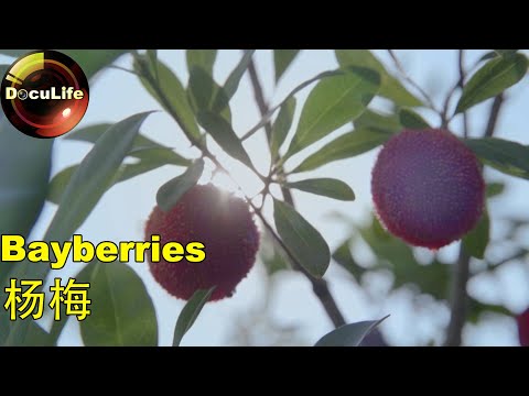 Bayberries杨梅