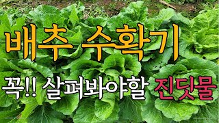 배추 수확하기전에 꼭 한번 살펴보셔야 하는 진딧물!! 쉽게 만드는 진딧물 천연살충제 만드는법 까지.