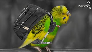 Parrot Harness Is Not a Backpack