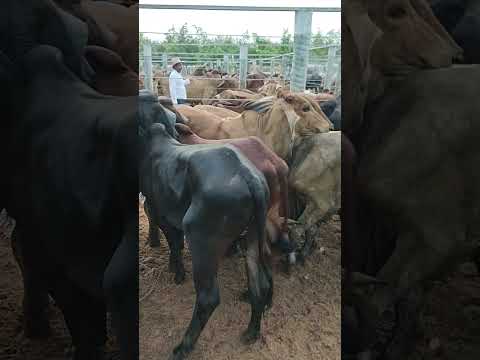 BEZERROS BOM NA FEIRA DO GADO EM CIPÓ BA