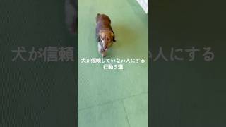 犬が信頼していない人にする行動3選 #犬 #いぬ #いぬのきもち #愛犬 #犬のいる暮らし #犬のいる生活 #犬との暮らし #犬好き #犬動画 #犬がいる生活 VOICEVOX:ずんだもん